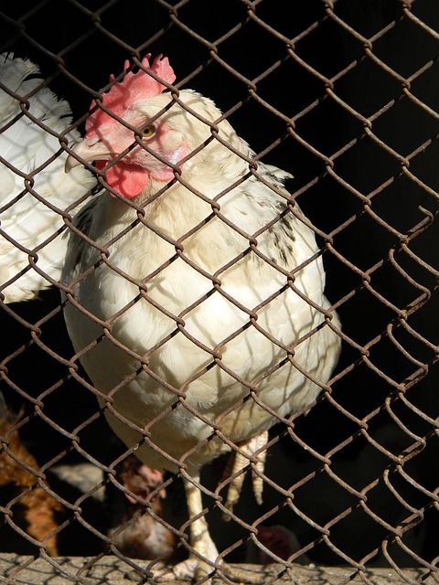 U19世锦赛，中国女排开门红！但黄悦鑫退步，全队一传防守需提高