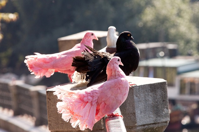 在足球转会 在足球转会